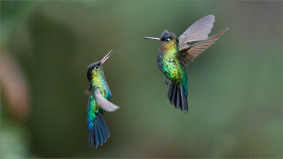 Fiery-throated Hummingbirds in Battle 