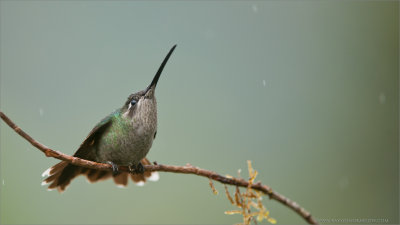 Female Magnificent Hummingbird 