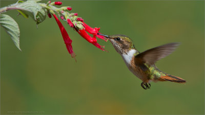 Volcano Hummingbird in Flight