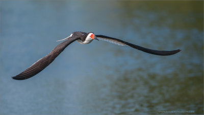 Black Skimmer in Flight 
