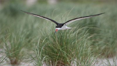 Black Skimmer in Flight