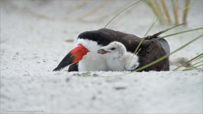 Black Skimmer and Chick 