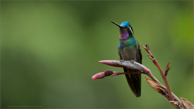 Magnificent Hummingbird