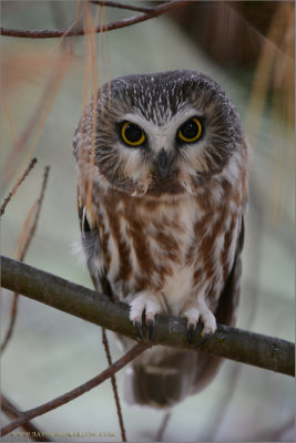 Saw-whet Owl 