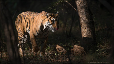 Bengal Tiger at Ranthambore National Park