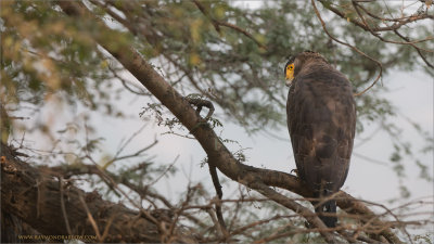Crested serpent eagle in Ranthambhore - India