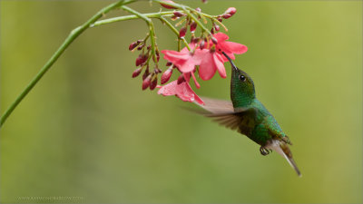 Coppery headed Hummingbird 