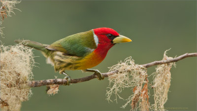 Red-headed Barbet  (Costa Rica)