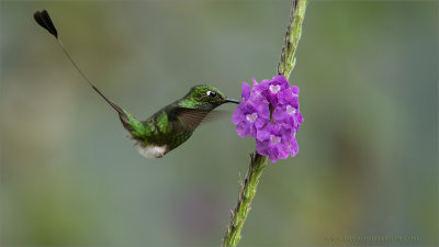 Booted Racket-tail 