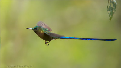 Violet-tailed Sylph 