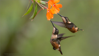 Female Woodstar Hummingbirds 