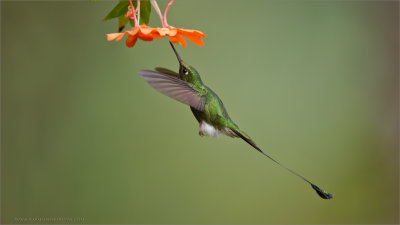 Booted racket-tail 