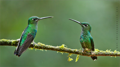  2 Green Crowned Brilliants in Ecuador