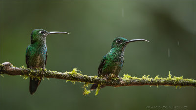 Green Crowned Brilliant Hummingbirds 