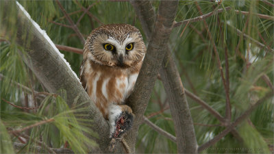 Saw-whet Owl 