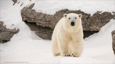  Polar Bear (captive)