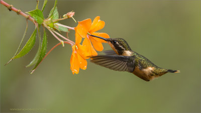 Woodstar Hummingbird