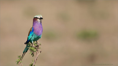 Lilac-breasted Roller