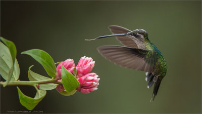 Female Magnificent Hummingbird 