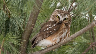 Northern Saw-whet Owls