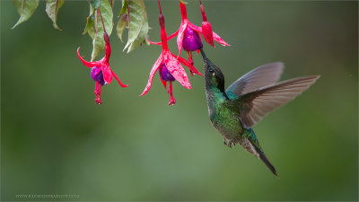 Magnificent Hummingbird in Flight
