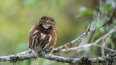 Costa Rican Pygmy Owl - Female Calling