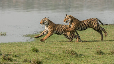 Tigers on the Run 3