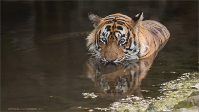 Tiger in for a Swim!