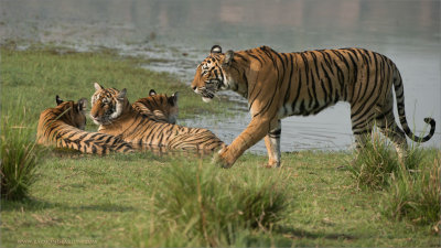 4 Royal Bengal Tigers