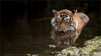 Royal Bengal Tiger (re-edit)
