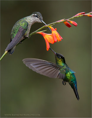 Fiery-throated and Magnificent Hummingbirds Feeding 