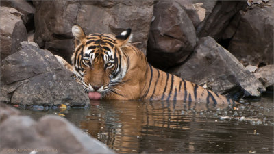 Tiger in for a Drink!