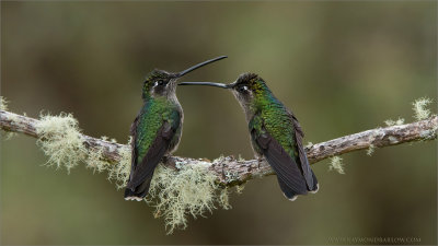 Female Magnificent Hummingbirds