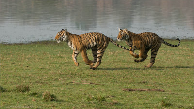 Tiger Siblings on the Run