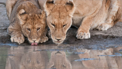 Lions Drinking 