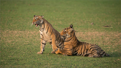 Tigers in Play 