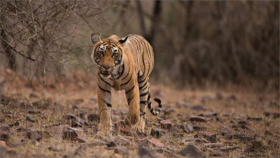 Royal Bengal Tiger Cub 