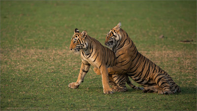 Royal Bengal Tiger Cubs at Play 