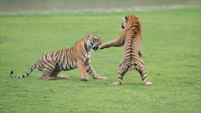 Royal Bengal Tigers in Battle (edit 1)