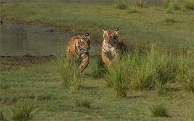 Two Tiger Cubs on the Run