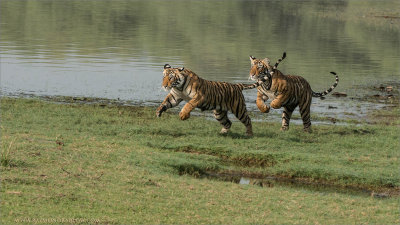 Cubs on the Run 
