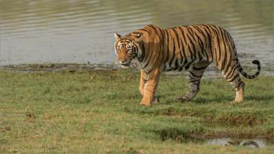 Female Tiger on the Grass 