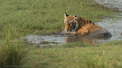 Tiger Cub Cooling Off 