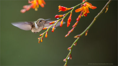 Volcano Hummingbird in Flight