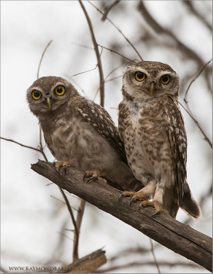  Spotted Owls 