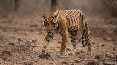 Royal Bengal Tiger Cub of T19