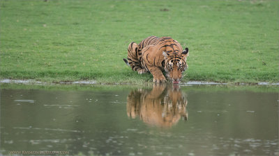  Tiger Drinking and Reflection 