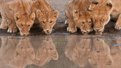 Lion Family on the Waters Edge