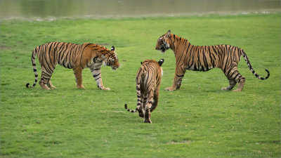 Tigers about to Fight 