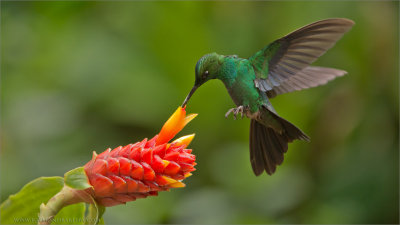 Green-crowned Brilliant on a Flower 